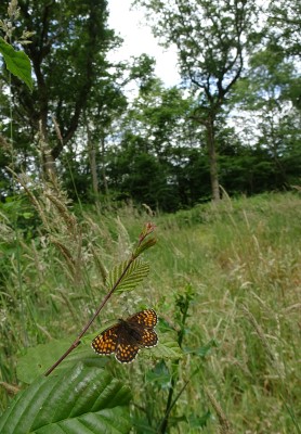 HF habitat 230624.JPG