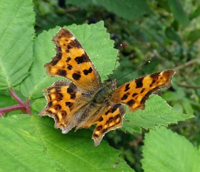 Comma5 210724.JPG