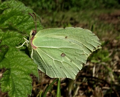 Brimstone1 230420.JPG