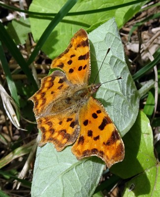 Comma2 260724.JPG