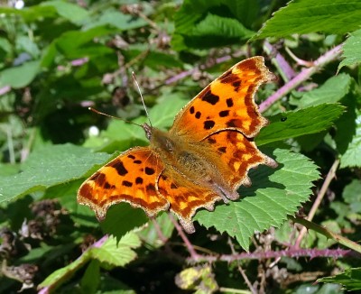 Comma8 110924.JPG