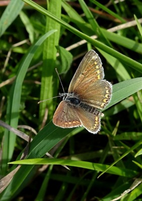 an old male Brown Argus