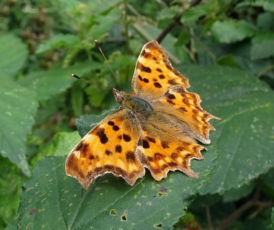 Comma8 260724.JPG