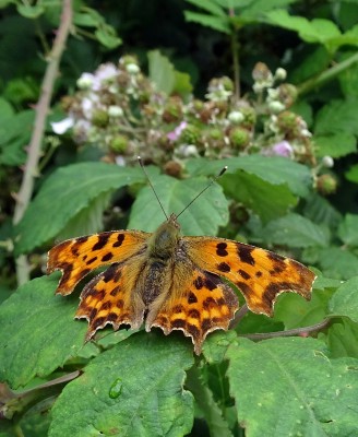 Comma1 200724.JPG