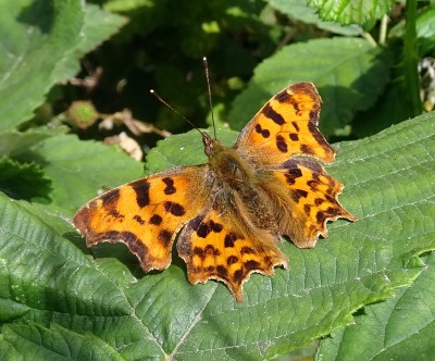 Comma3 020724.JPG