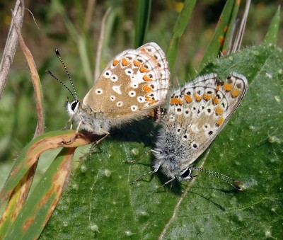 BA pair1 200924.JPG