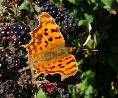 Comma5 110924.JPG