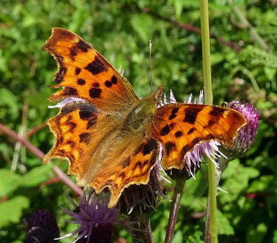 Comma1 070724.JPG