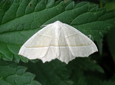 moth 120923.JPG