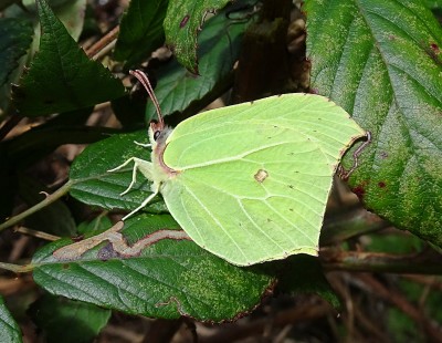 Brimstone2 140322.JPG