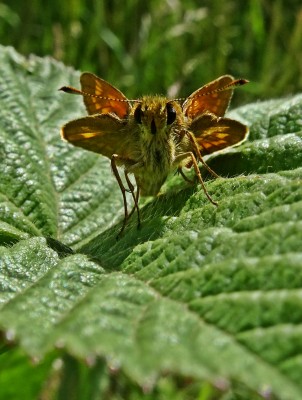 I always like this view of a Large Skipper