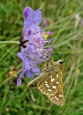 a typical pose from one of decent numbers