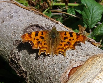 Comma2 060724.JPG