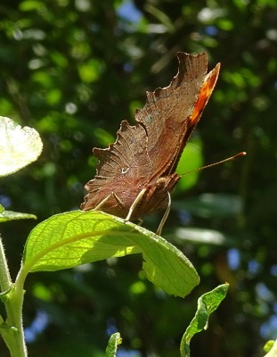 the &quot;double tube&quot; nature of the proboscis is clearly apparent here