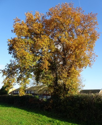 oak: 30th November
