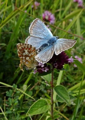 several Chalkhill pairs seen