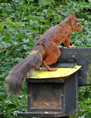 squirrel3 100821.JPG