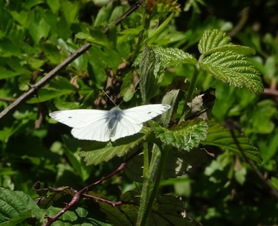 GVW male - quite a long way up