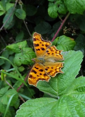 Comma1 240724.JPG