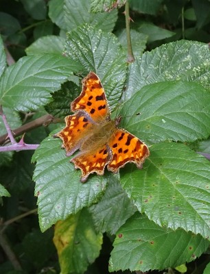 Comma1 100924.JPG