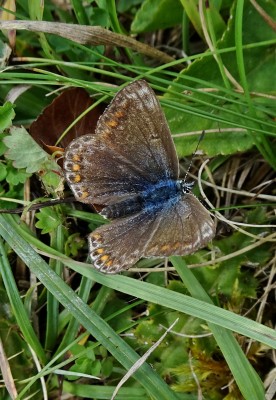 or is she a Common Blue?