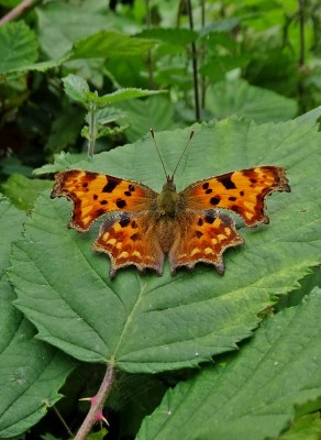 Comma2 300821.JPG