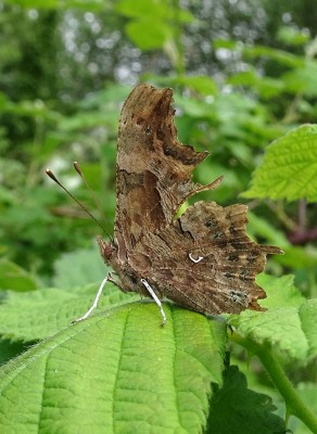 Comma2 140523.JPG