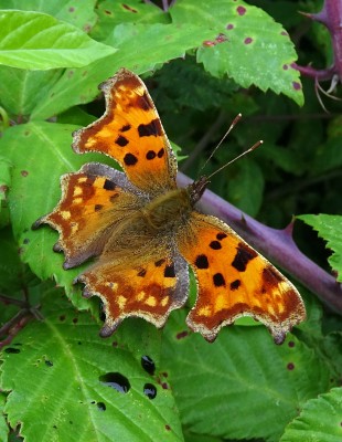 Comma4 260824.JPG