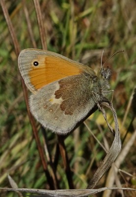 Another typically pale summer brood butterfly