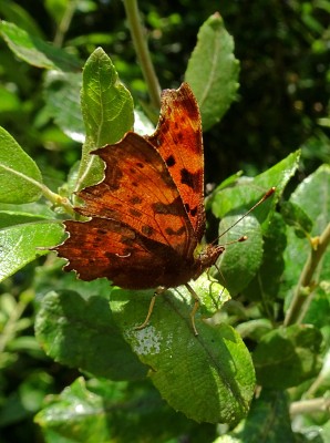 Comma7 290824.JPG