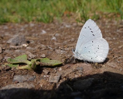 puddling male