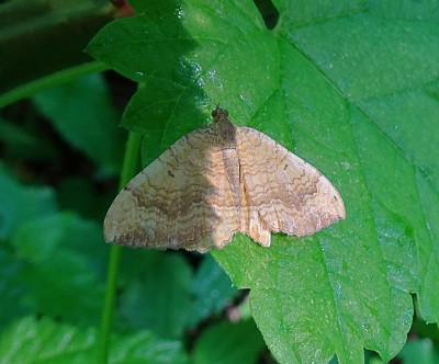 moth1 170922.JPG