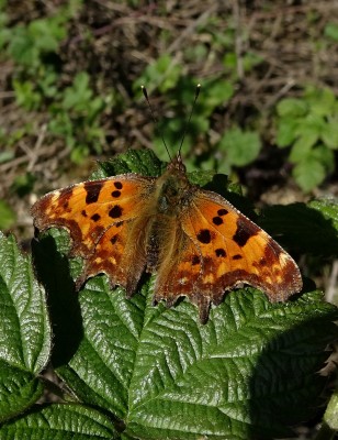 Comma1 140420.JPG