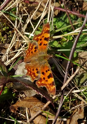 Comma6 100322.JPG