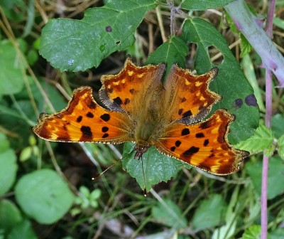 Comma6 260824.JPG