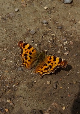 Comma4 270721.JPG