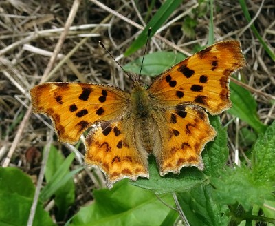 Comma1 210724.JPG