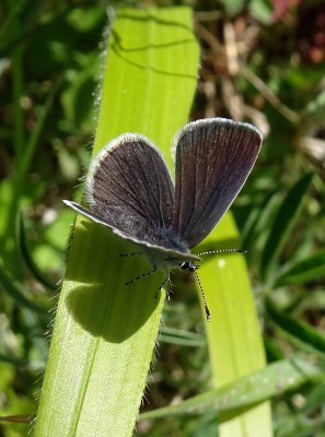 female