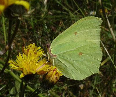 Brimstone5 190520.JPG