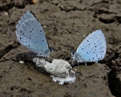 fine dining Holly Blue style...