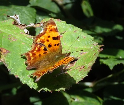 Comma1 160924.JPG