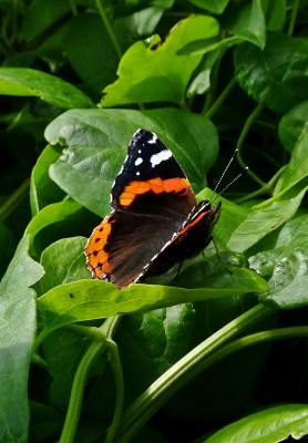 not this one though - there were quite a few on the gully buddleia bushes