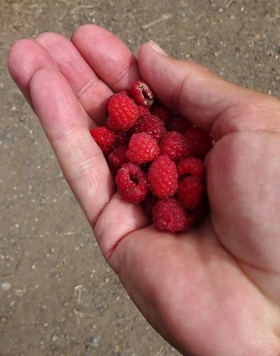 raspberries.JPG