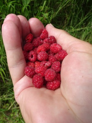 raspberries.JPG