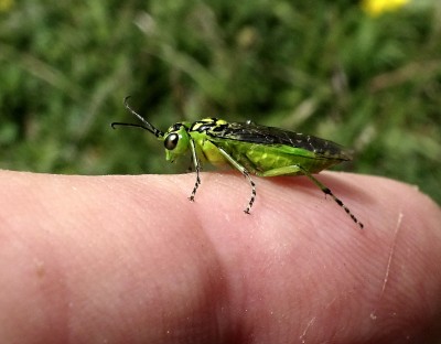 green insect.JPG