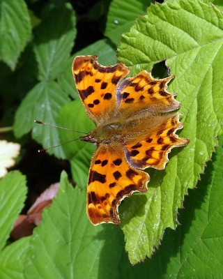 Comma4 060724.JPG