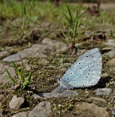 Holly Blue scavenging for minerals in the &quot;Badlands&quot;...