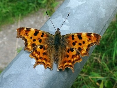 Comma7 280724.JPG