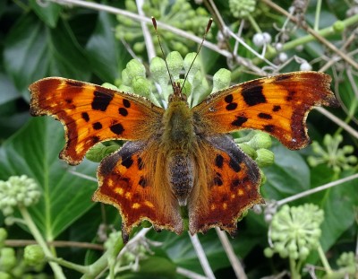 Comma5 040924.JPG