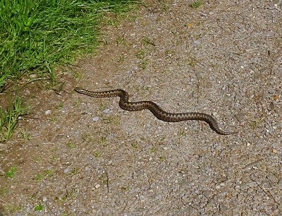 adder1 130523.JPG